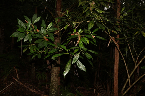 Image of Abrophyllum ornans by (c) Greg Tasney, some rights reserved (CC BY-SA)