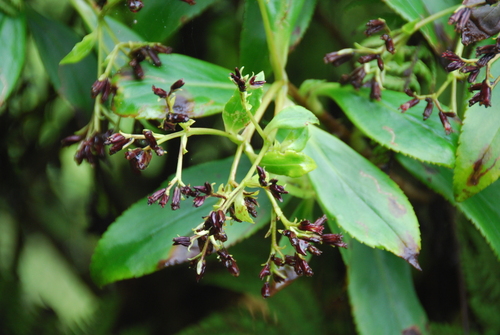 Dubautia knudsenii ssp. nagatae