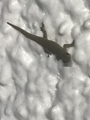 Lygodactylus conraui