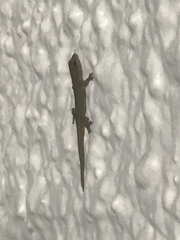 Lygodactylus conraui