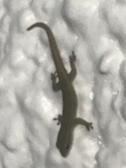 Lygodactylus conraui