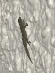 Lygodactylus conraui