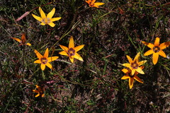 Pauridia canaliculata