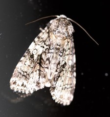 Turnerinycta phaeocosma