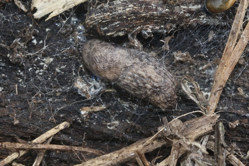 Agriolimax observed 2018-09-13