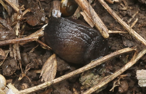 Milax gagates observed 2018-09-13