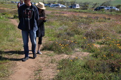 Pauridia canaliculata