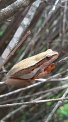 Hyperolius horstockii