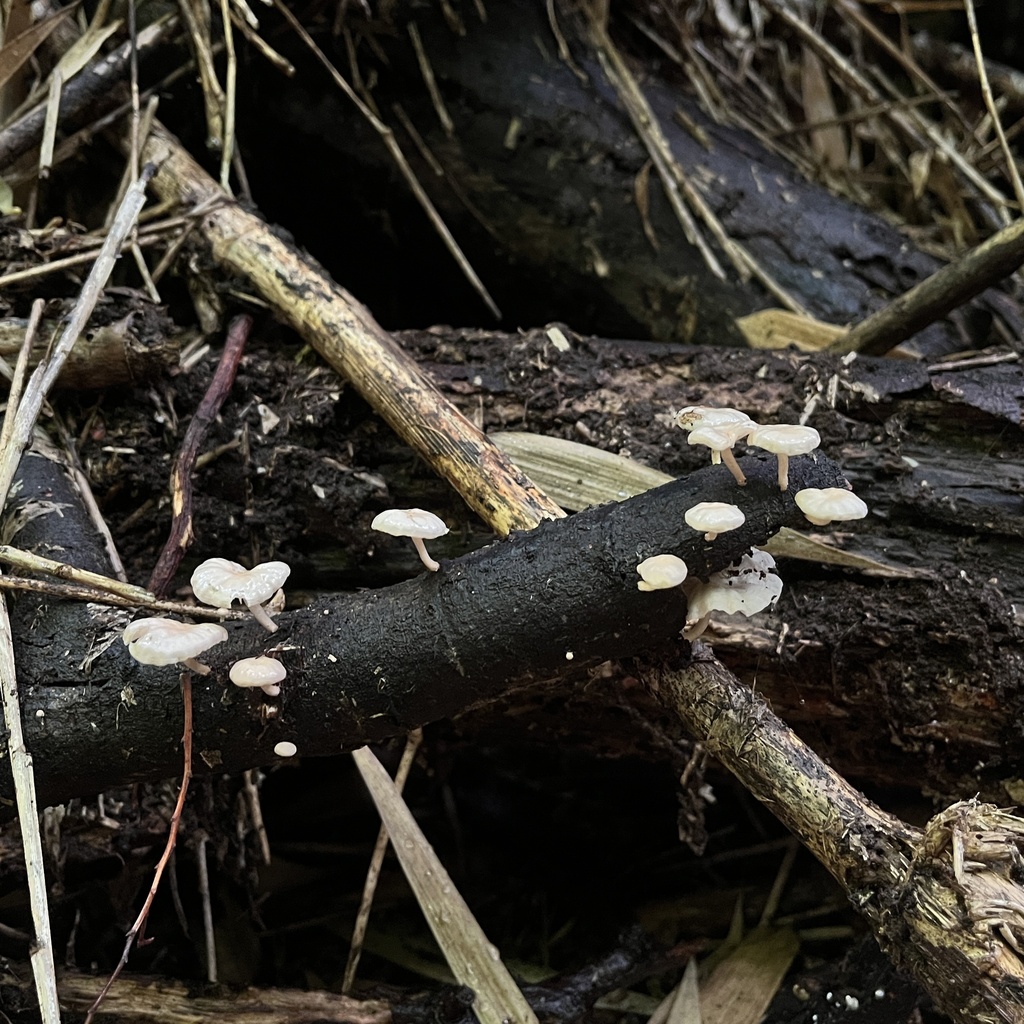 Marasmiellus alliiodorus · March 2023 · photo: © cristianriquelme (iNaturalist, cc-by)