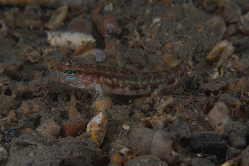 Kestrel Goby