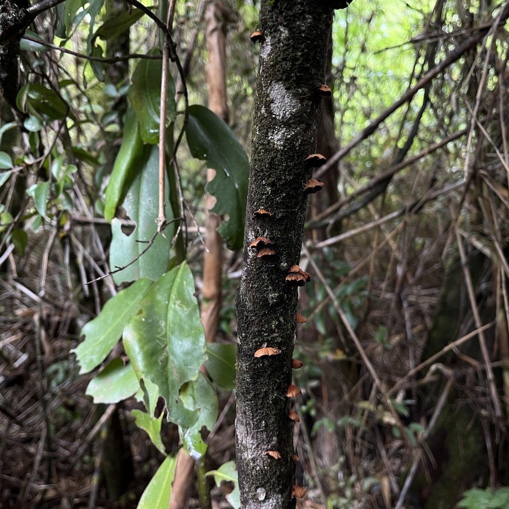 Anthracophyllum discolor · March 2023 · photo: © cristianriquelme (iNaturalist, cc-by)