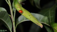 Harmonia axyridis
