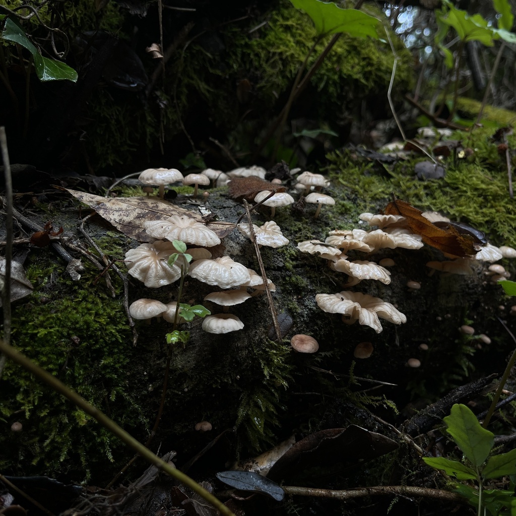 Marasmiellus alliiodorus · March 2023 · photo: © cristianriquelme (iNaturalist, cc-by)