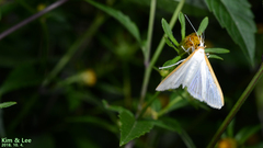 Palpita nigropunctalis