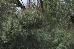 Chenopodium oahuense