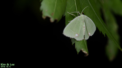 Comibaena procumbaria