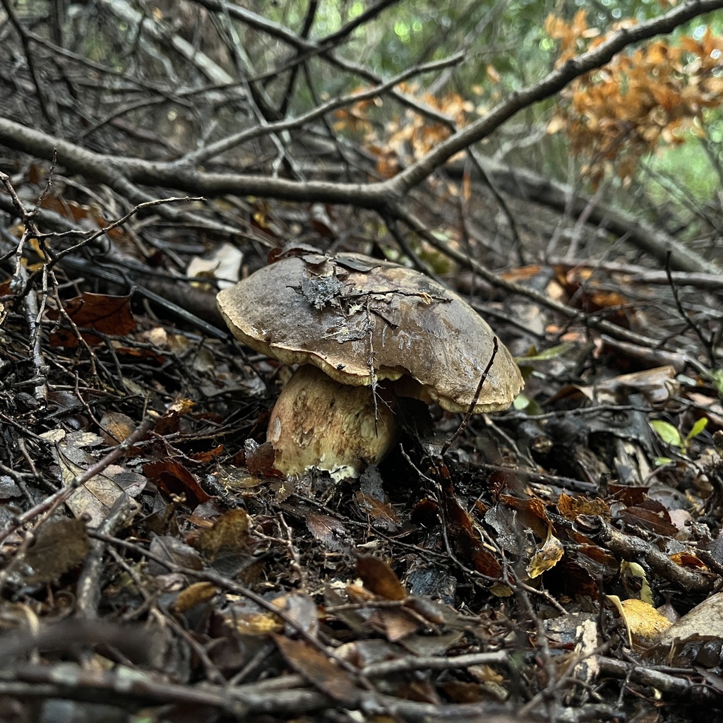 Boletus putidus