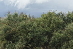 Chenopodium oahuense