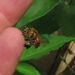 Euglossa apiformis - Photo (c) Dwain Holmes, some rights reserved (CC BY-NC), uploaded by Dwain Holmes