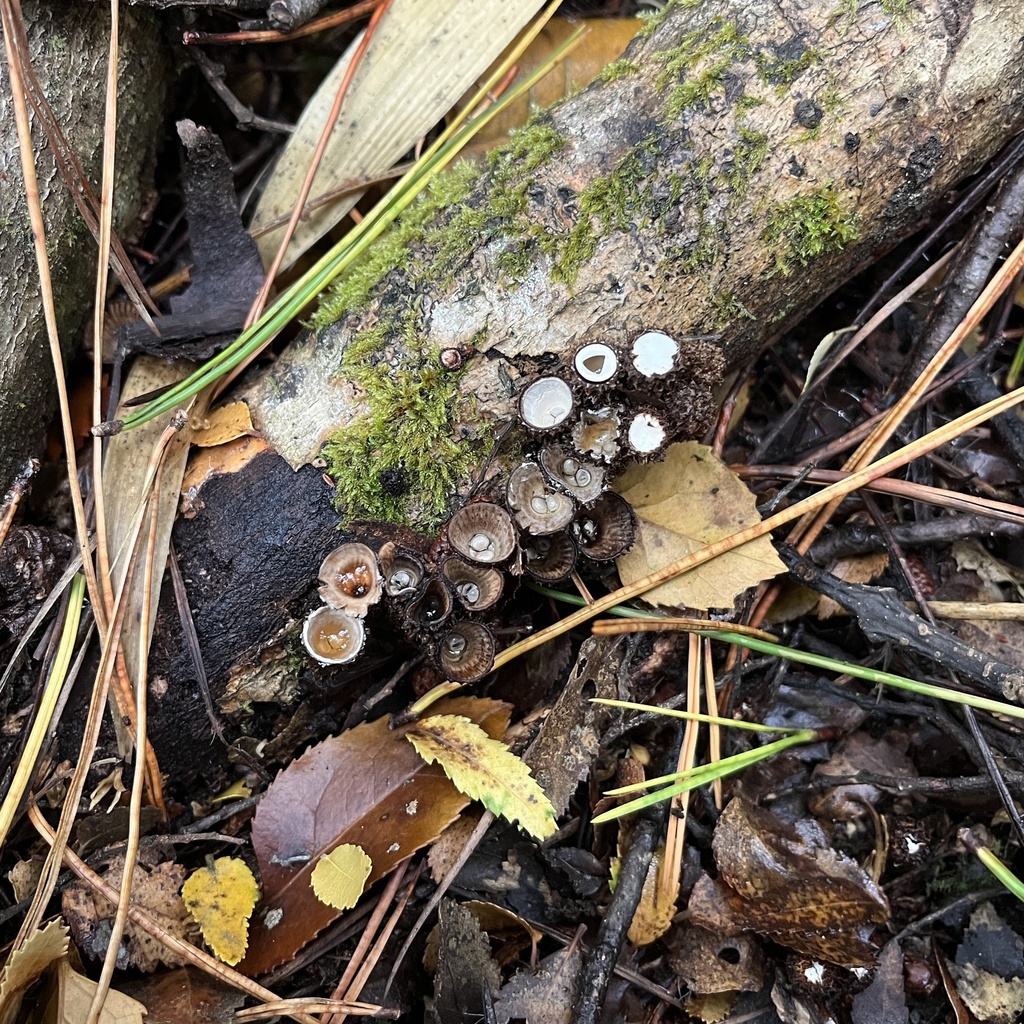 Cyathus striatus · March 2023 · photo: © cristianriquelme (iNaturalist, cc-by)