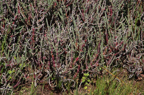 Image of Salicornia pillansii by (c) Tony Rebelo, some rights reserved (CC BY-SA)