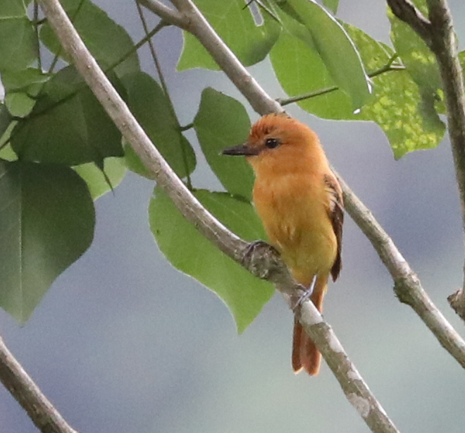 Ochraceous Attila photo