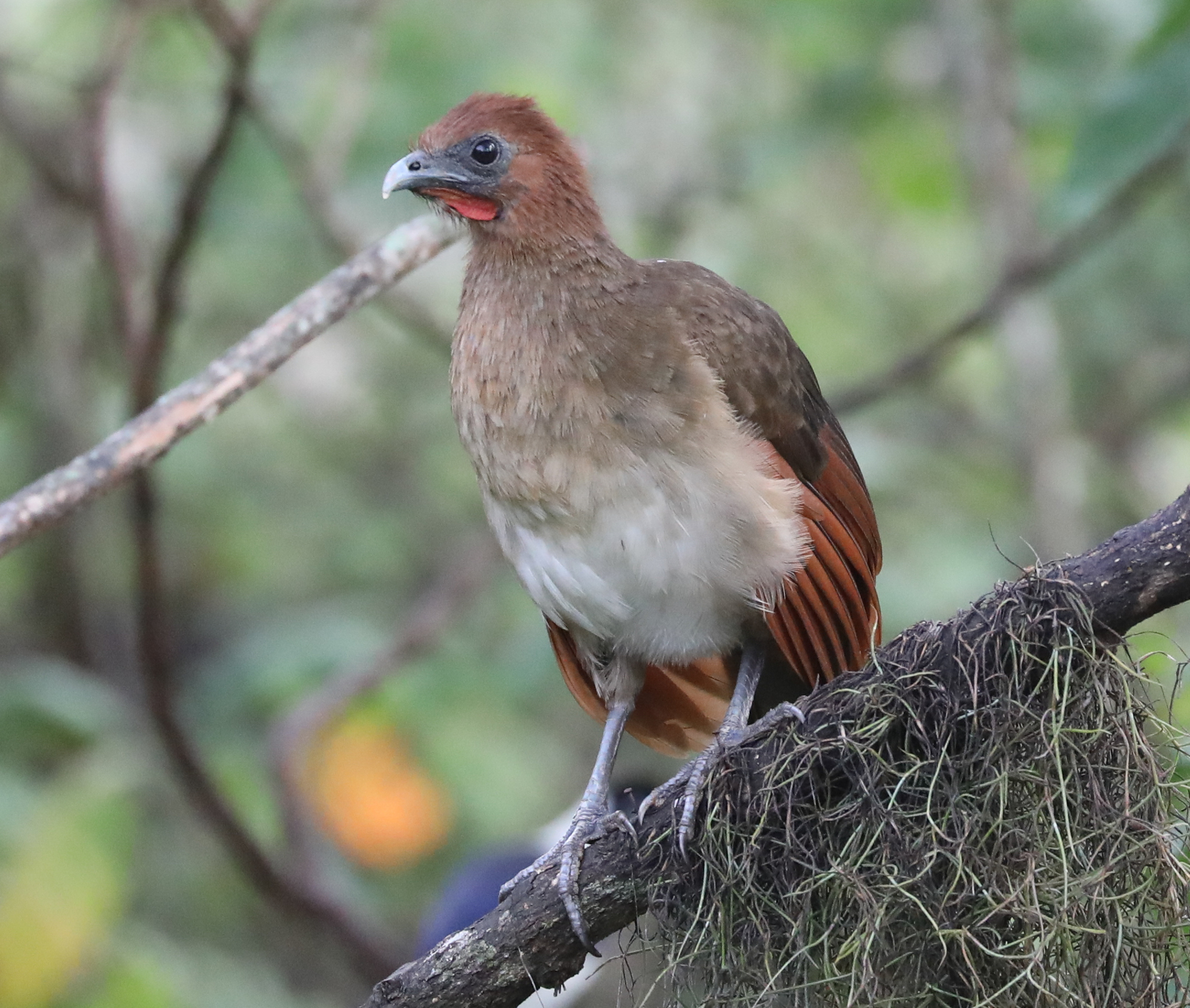 Ortalis erythroptera image