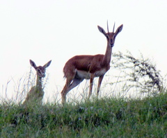 Gazella bennettii