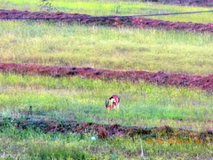 Gazella bennettii