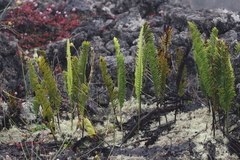 Polypodium pellucidum vulcanicum