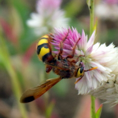 Scolia picteti