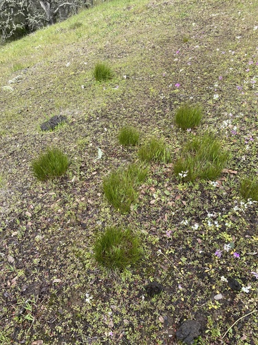 Western Rush foliage