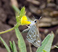 Taractrocera maevius