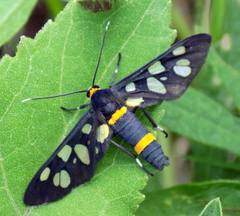 Amata cyssea