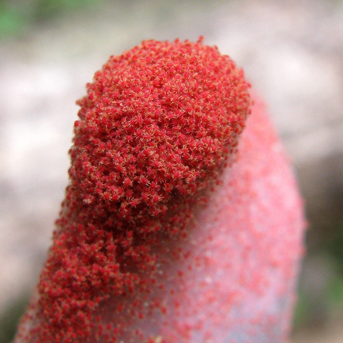 Twospotted Spider Mite