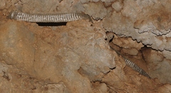 Pseudelaphe flavirufa