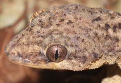Phyllodactylus palmeus