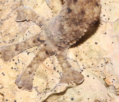 Phyllodactylus palmeus