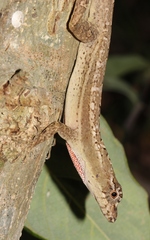 Anolis bicaorum