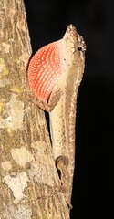 Anolis bicaorum