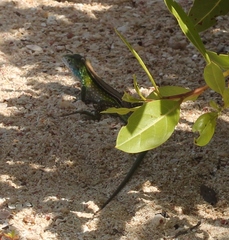 Cnemidophorus ruatanus