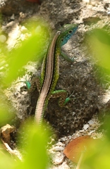 Cnemidophorus ruatanus
