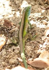 Cnemidophorus ruatanus