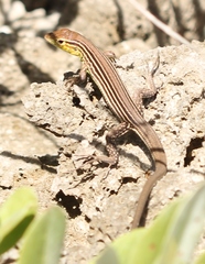 Cnemidophorus ruatanus