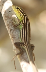 Cnemidophorus ruatanus