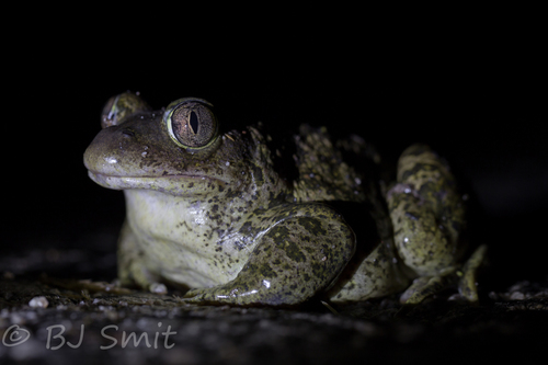 Pelobates balcanicus