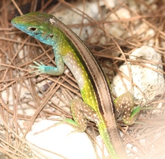 Cnemidophorus ruatanus