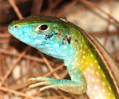 Cnemidophorus ruatanus