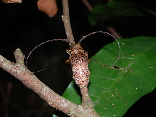 Oncideres miliaris · iNaturalist