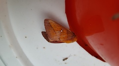 Syssphinx quadrilineata